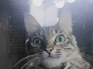 Gato raça SRD-ViraLata idade 2 anos nome Andrômeda 