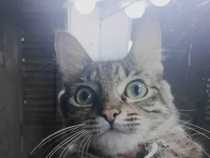 Gato raça SRD-ViraLata idade 2 anos nome Andrômeda 