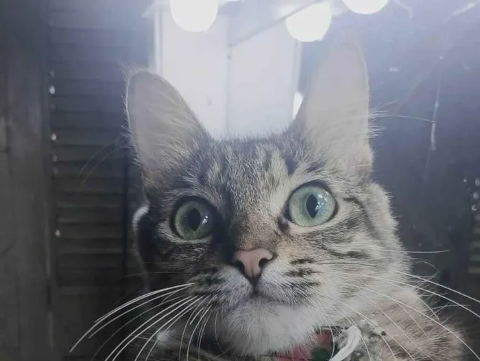 Gato ra a SRD-ViraLata idade 2 anos nome Andrômeda 