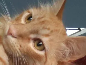 Gato raça SRD-ViraLata idade 1 ano nome Carlos Eduardo escanor