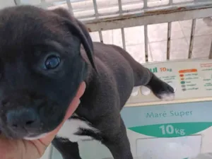 Cachorro raça SRD-ViraLata idade Abaixo de 2 meses nome Clayton 