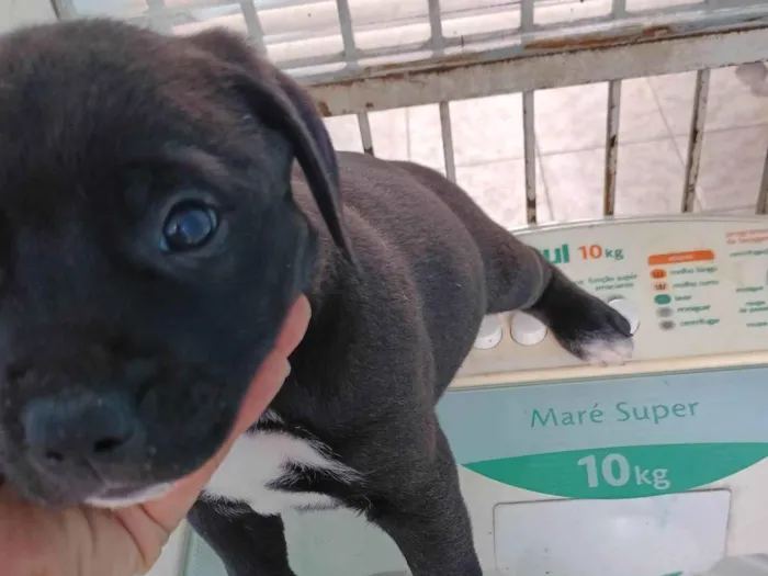Cachorro ra a SRD-ViraLata idade Abaixo de 2 meses nome Clayton 