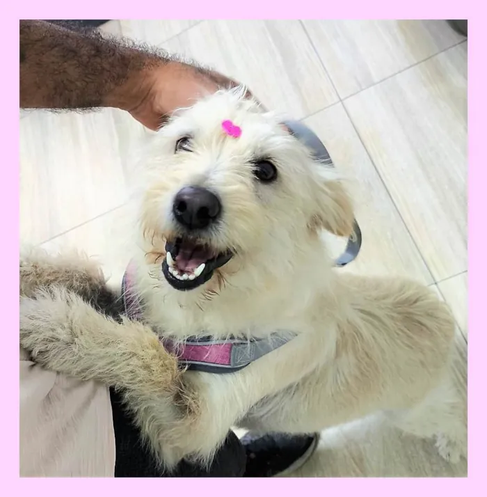 Cachorro ra a SRD-ViraLata idade 1 ano nome Nina Maria 