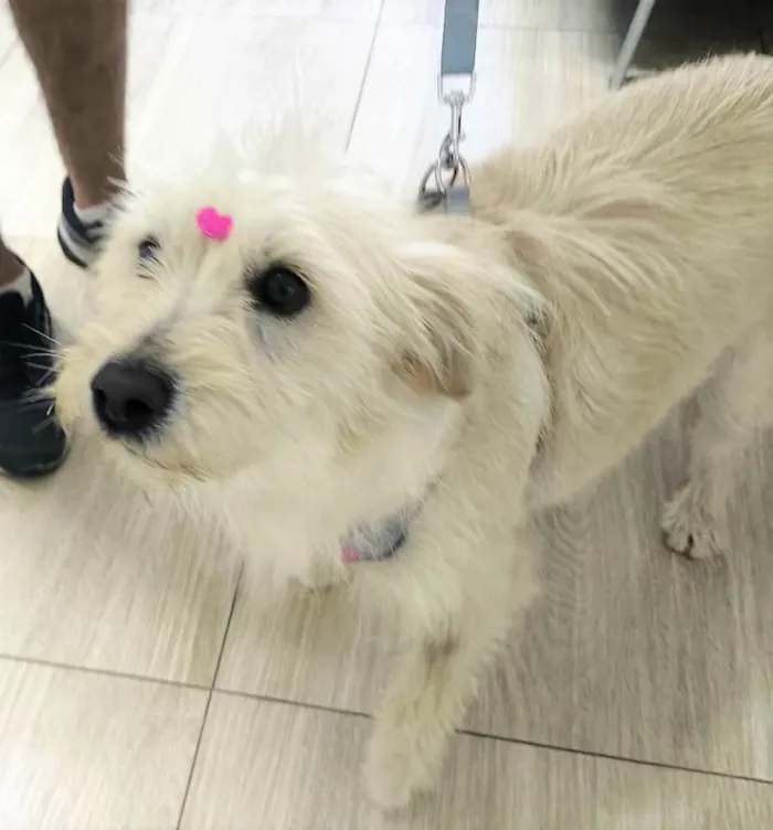 Cachorro ra a SRD-ViraLata idade 1 ano nome Nina Maria 