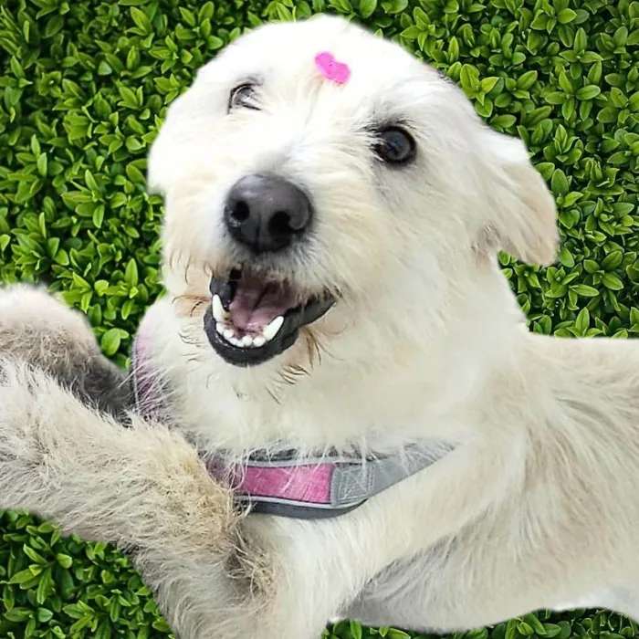 Cachorro ra a SRD-ViraLata idade 1 ano nome Nina Maria 