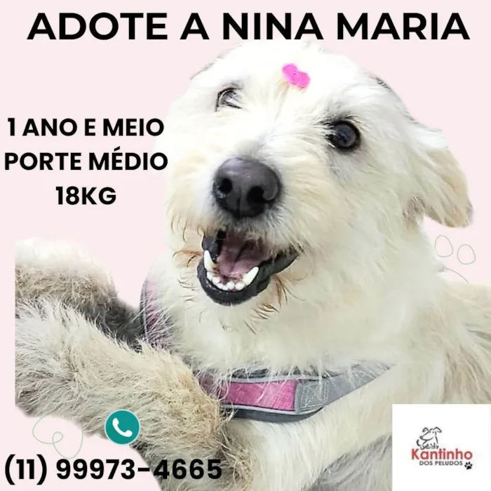 Cachorro ra a SRD-ViraLata idade 1 ano nome Nina Maria 