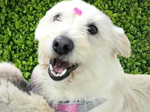 Cachorro raça SRD-ViraLata idade 1 ano nome Nina Maria 