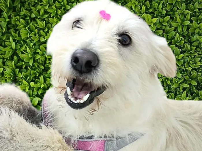 Cachorro ra a SRD-ViraLata idade 1 ano nome Nina Maria 