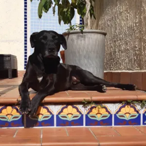 Cachorro raça Pit-Bull idade 6 ou mais anos nome Bigó