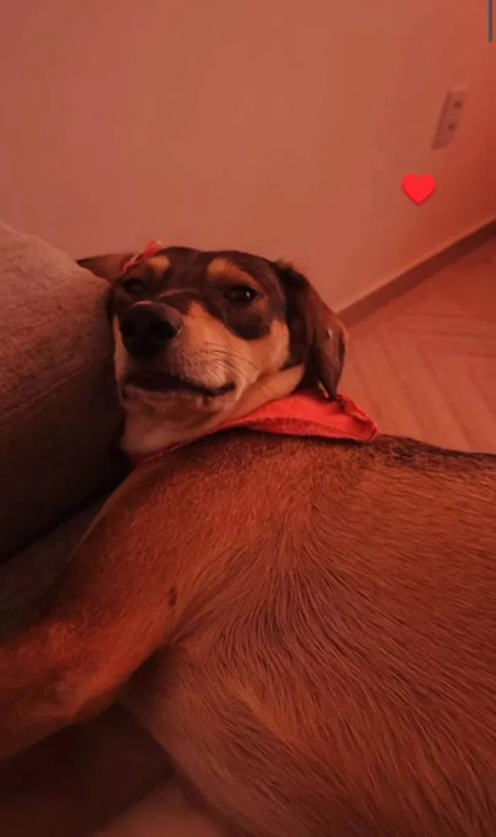 Cachorro ra a SRD-ViraLata idade 2 anos nome Nala