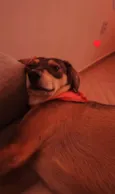 Nala