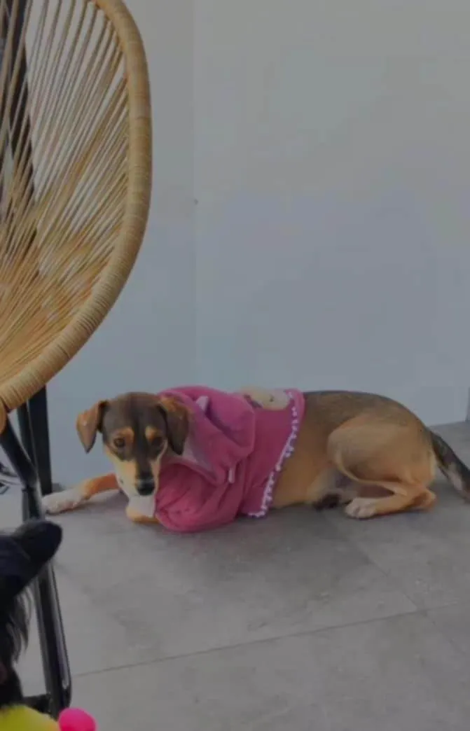 Cachorro ra a SRD-ViraLata idade 2 anos nome Nala