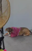 Nala