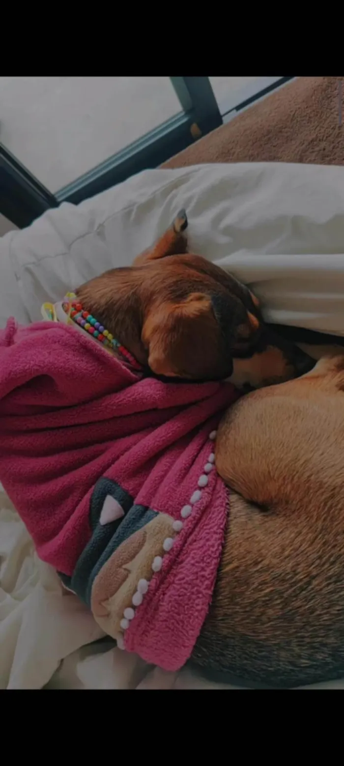 Cachorro ra a SRD-ViraLata idade 2 anos nome Nala
