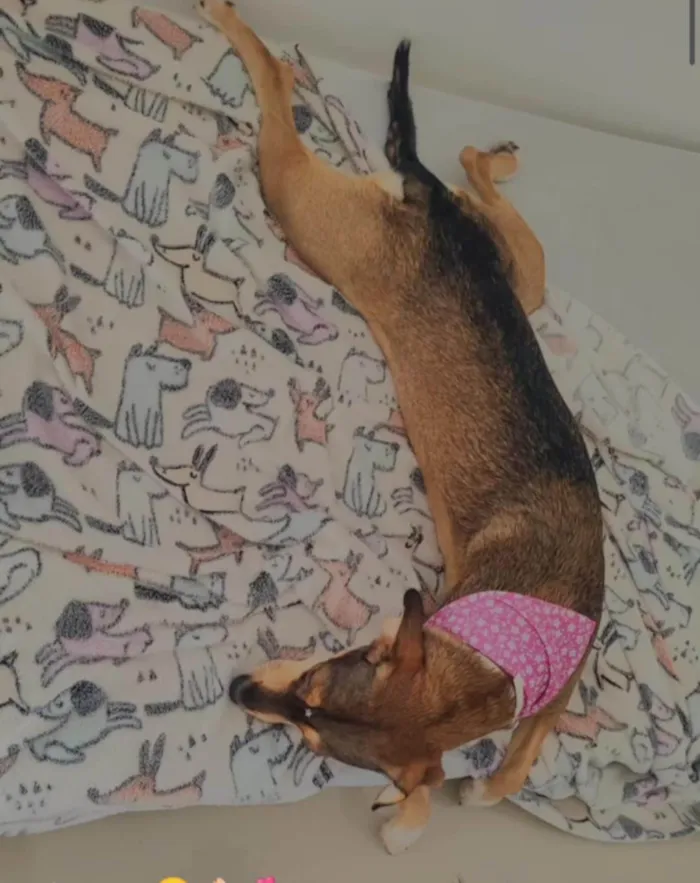 Cachorro ra a SRD-ViraLata idade 2 anos nome Nala