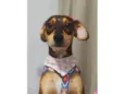 Nala