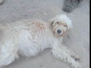 Cachorro raça Labrador idade 3 anos nome Branquinha 