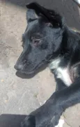 Me chamo Victoria do animal pantera 