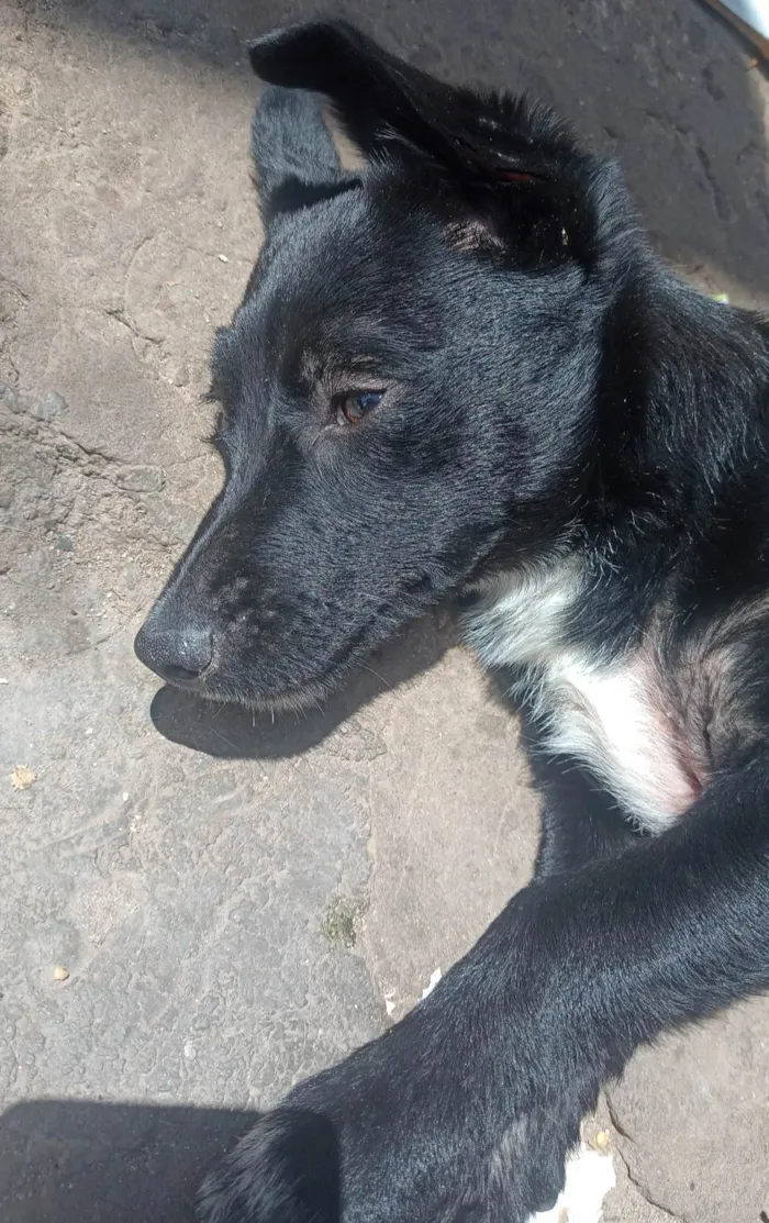 Cachorro ra a SRD-ViraLata idade 7 a 11 meses nome Me chamo Victoria do animal pantera 