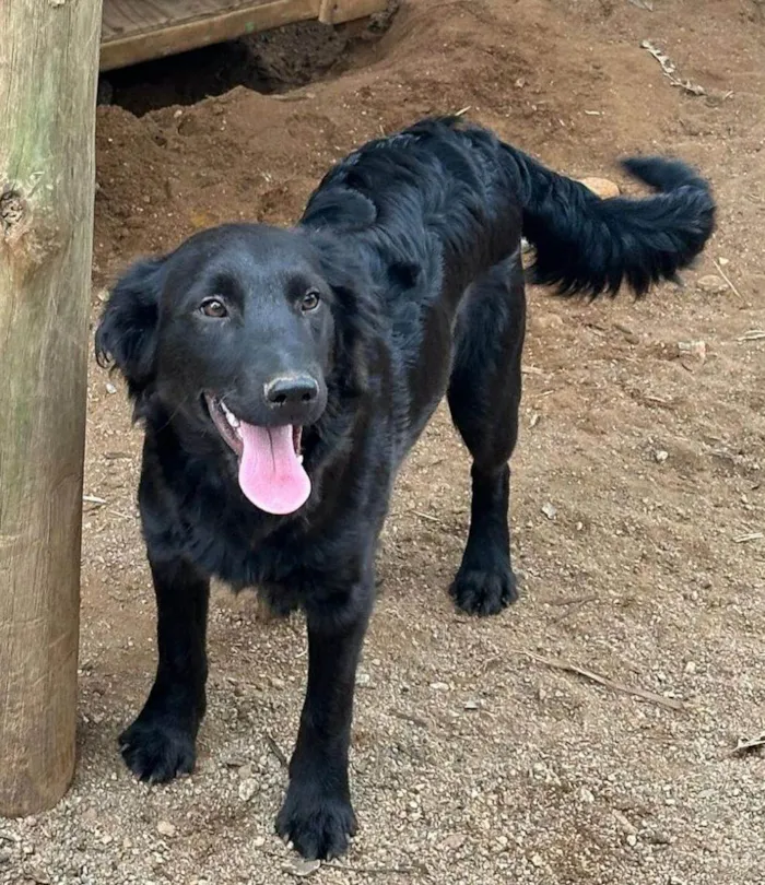 Cachorro ra a SRD-ViraLata idade 2 a 6 meses nome Pretinho