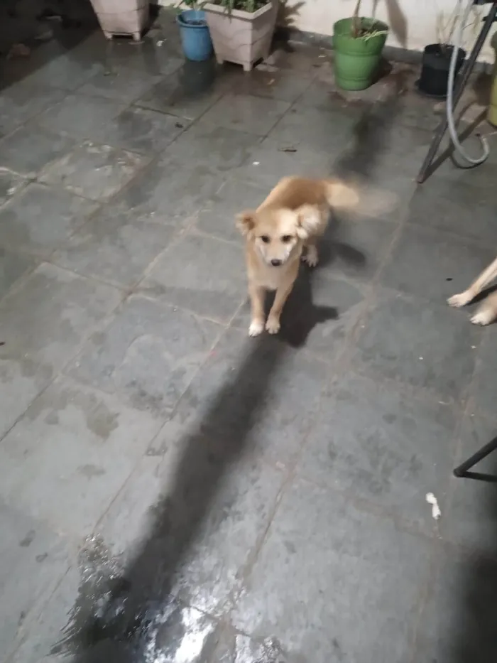 Cachorro ra a SRD-ViraLata idade 1 ano nome Billi