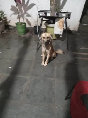 Cachorro raça SRD-ViraLata idade 1 ano nome Cara preta