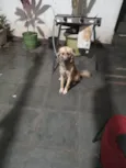 Cara preta