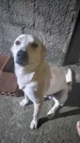 Cachorro