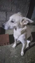 Cachorro
