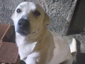Cachorro raça SRD-ViraLata idade 7 a 11 meses nome Cachorro 