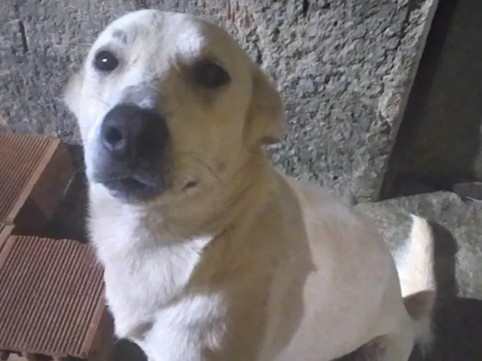 Cachorro ra a SRD-ViraLata idade 7 a 11 meses nome Cachorro 