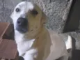 Cachorro