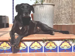 Cachorro raça Pit-Bull idade 6 ou mais anos nome Bigó