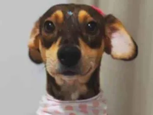 Cachorro raça SRD-ViraLata idade 2 anos nome Nala