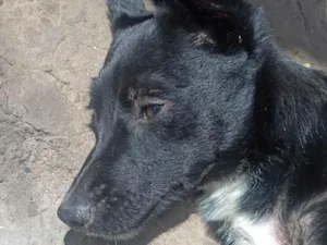 Cachorro raça SRD-ViraLata idade 7 a 11 meses nome Me chamo Victoria do animal pantera 