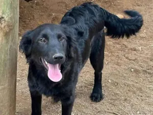 Cachorro raça SRD-ViraLata idade 2 a 6 meses nome Pretinho