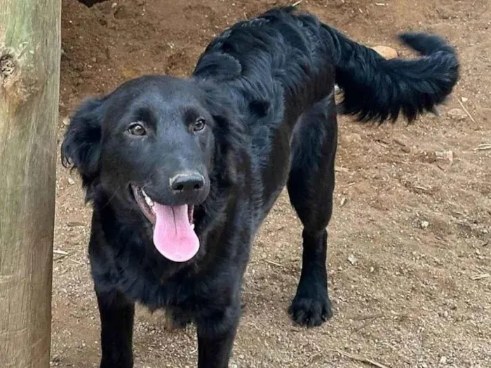 Cachorro ra a SRD-ViraLata idade 2 a 6 meses nome Pretinho