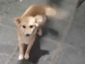Cachorro raça SRD-ViraLata idade 1 ano nome Billi