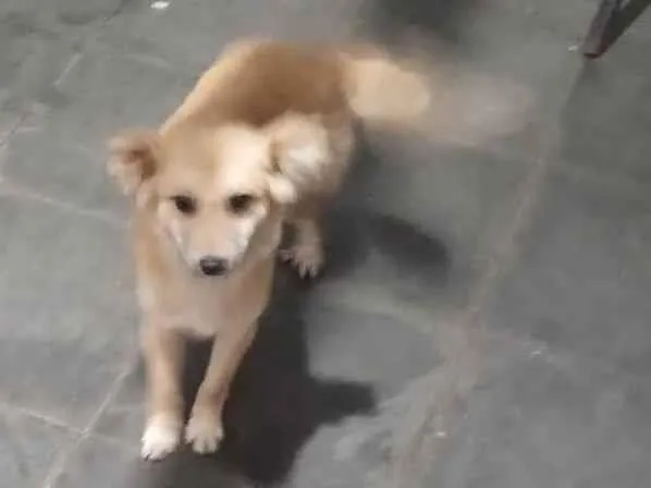 Cachorro ra a SRD-ViraLata idade 1 ano nome Billi