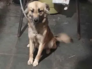 Cachorro raça SRD-ViraLata idade 1 ano nome Cara preta