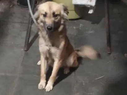 Cachorro raça SRD-ViraLata idade 1 ano nome Cara preta
