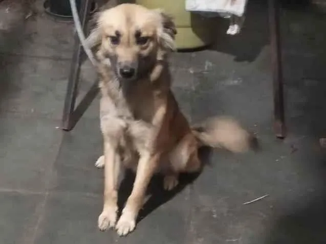 Cachorro ra a SRD-ViraLata idade 1 ano nome Cara preta