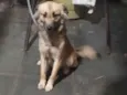Cara preta