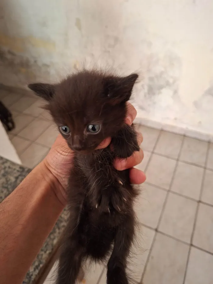 Gato ra a SRD-ViraLata idade Abaixo de 2 meses nome Sem nome ainda 