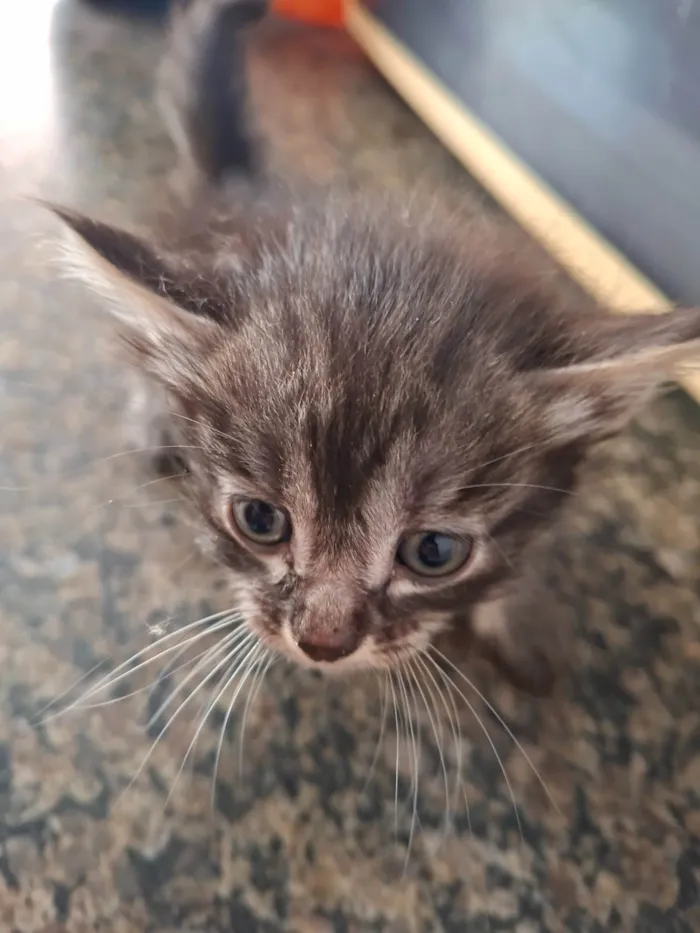 Gato ra a SRD-ViraLata idade Abaixo de 2 meses nome Sem nome ainda 