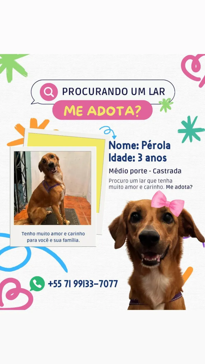 Cachorro ra a SRD-ViraLata idade 3 anos nome Pérola 