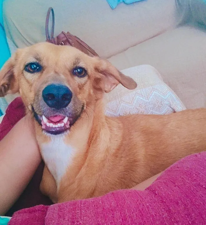 Cachorro ra a SRD-ViraLata idade 3 anos nome Pérola 