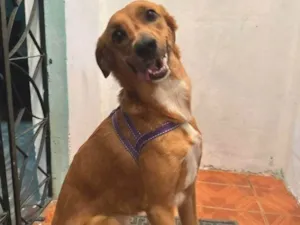 Cachorro raça SRD-ViraLata idade 3 anos nome Pérola 