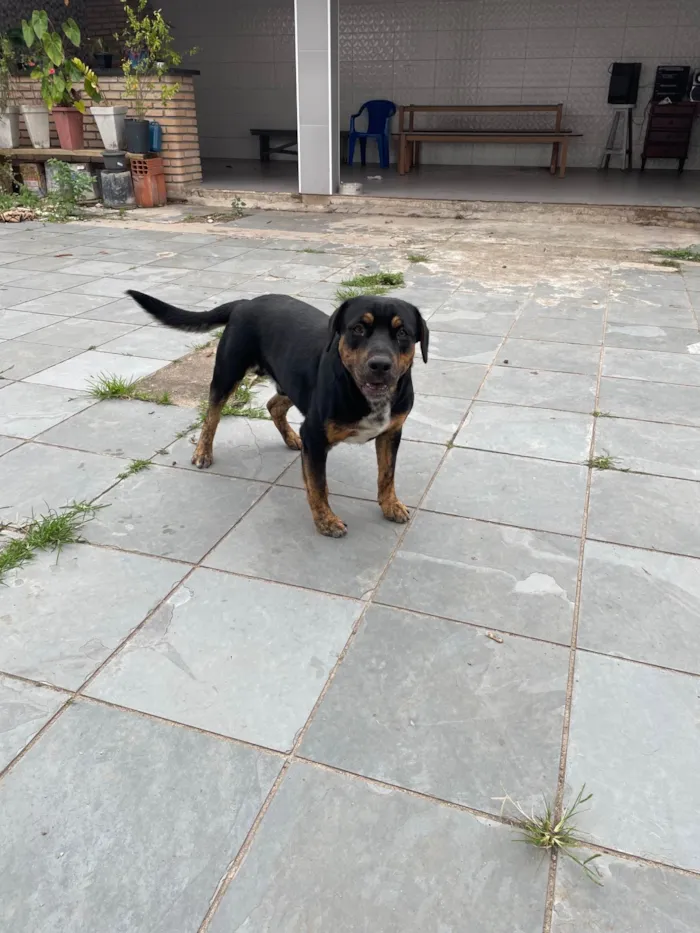Cachorro ra a SRD-ViraLata idade 7 a 11 meses nome Skank