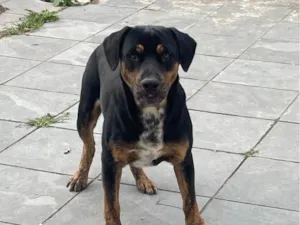 Cachorro raça SRD-ViraLata idade 7 a 11 meses nome Skank